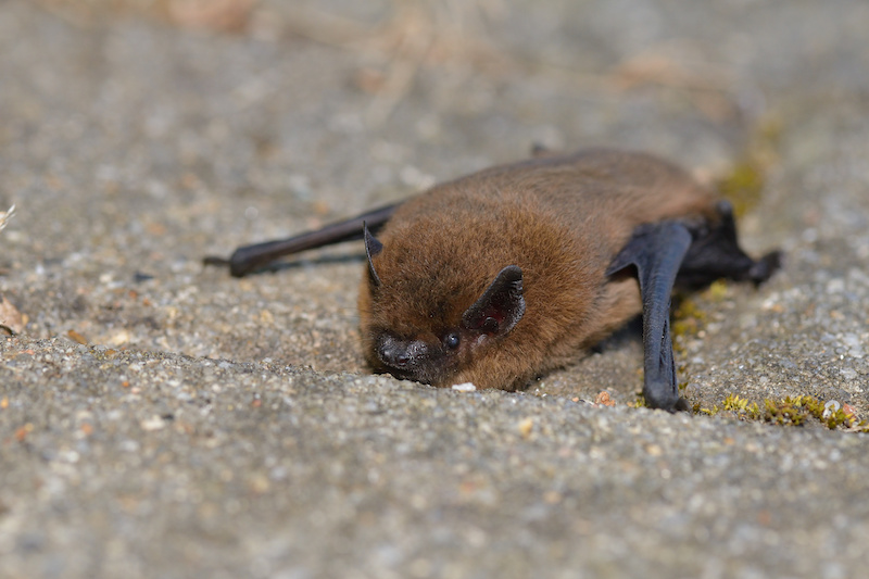 コウモリ 家 に 住み着い た