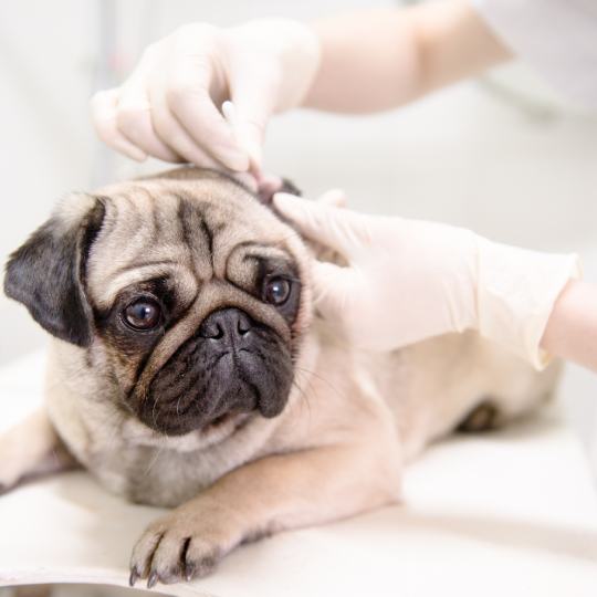 Pet Allergy Testing & Testing In Janesville, MN 56048 Summers