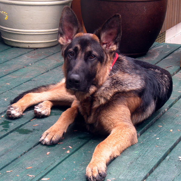 FAQ about owning a German Shepherd Dog