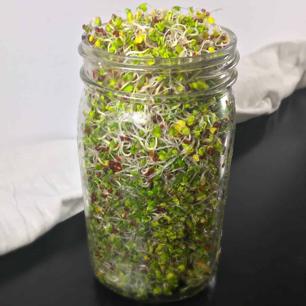 How to Grow Broccoli Sprouts (Sprouting Broccoli Seeds)