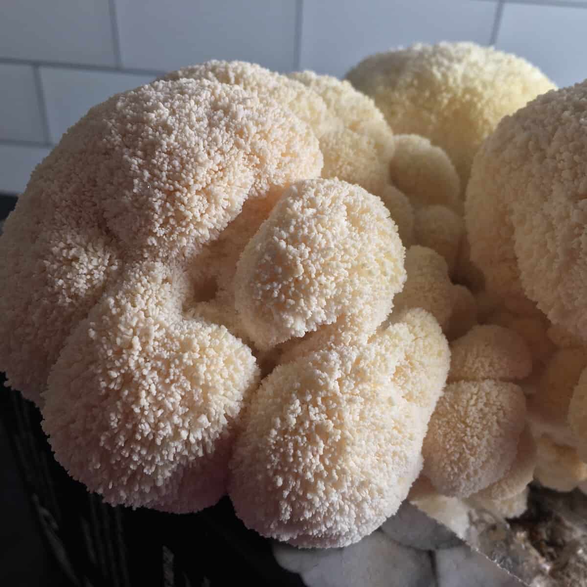 When is Lion’s Mane Ready to Harvest