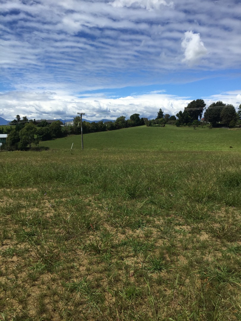 Large Piece of Mapua Magic!