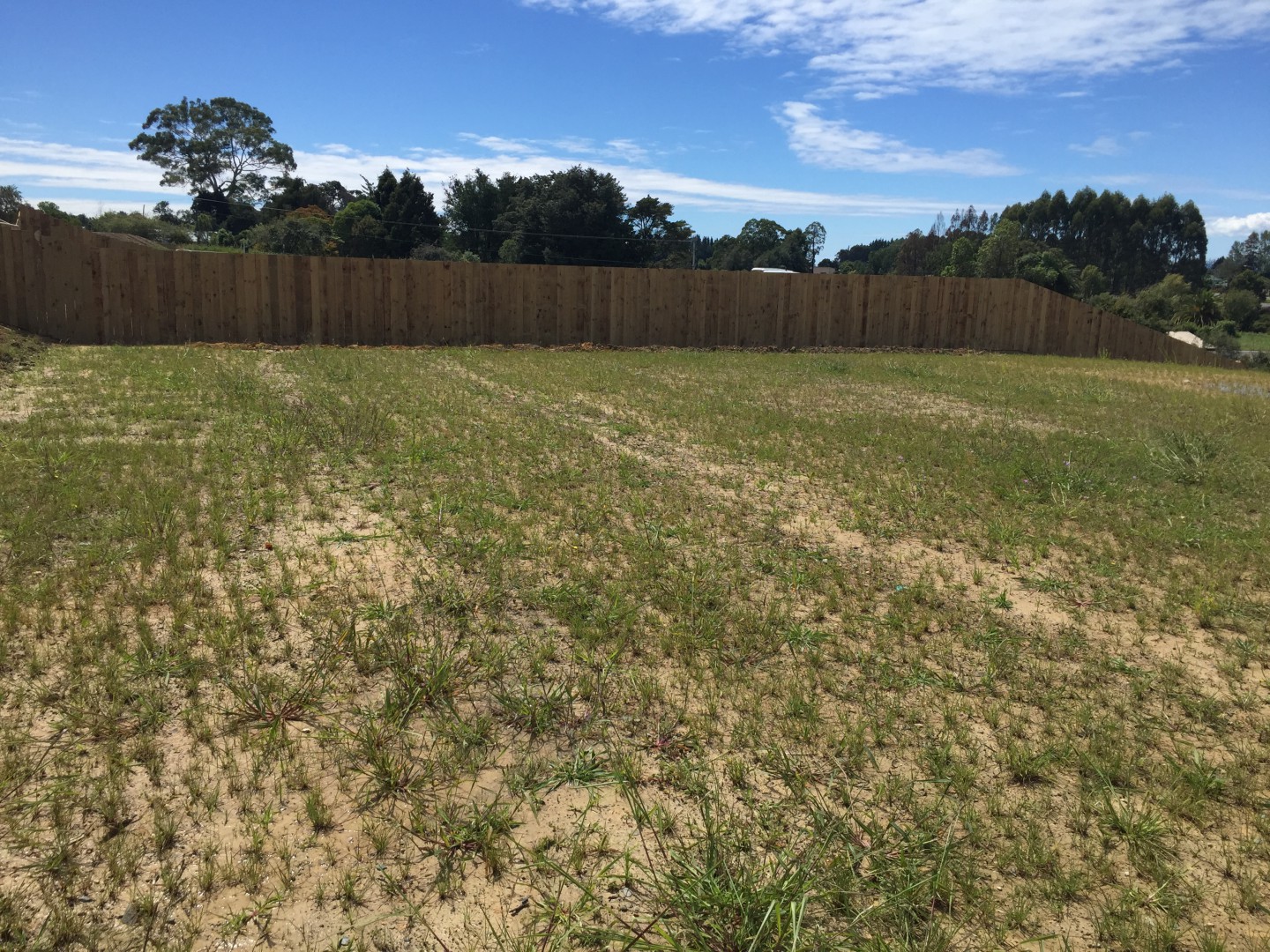 Large Piece of Mapua Magic!