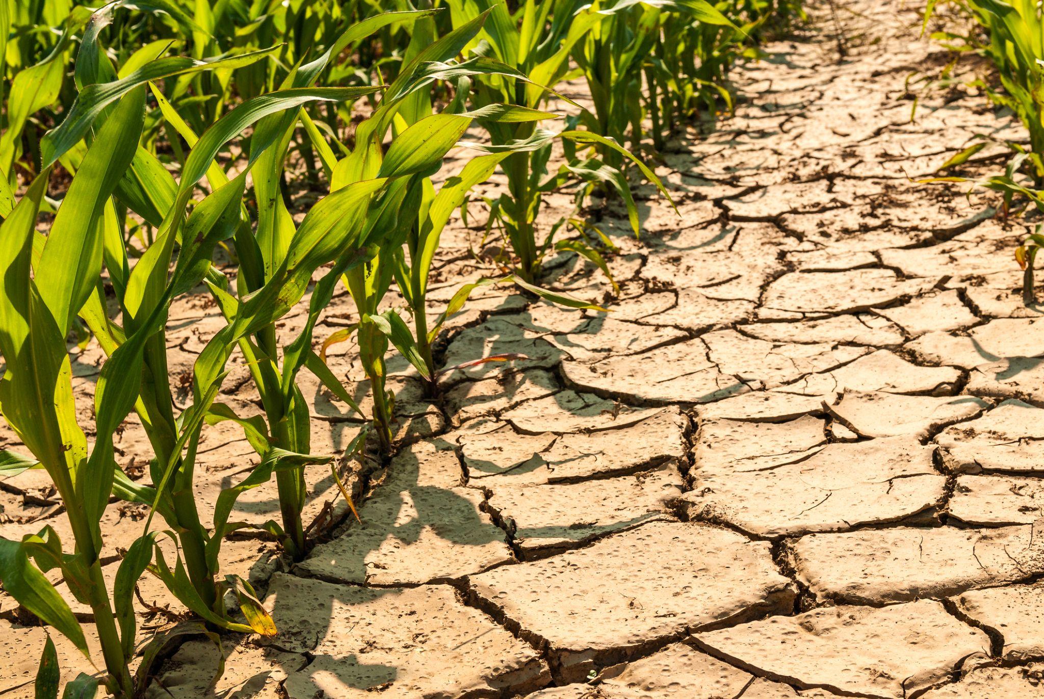 Quais cultivos tolerantes à seca impulsionam a agricultura? Summit Agro