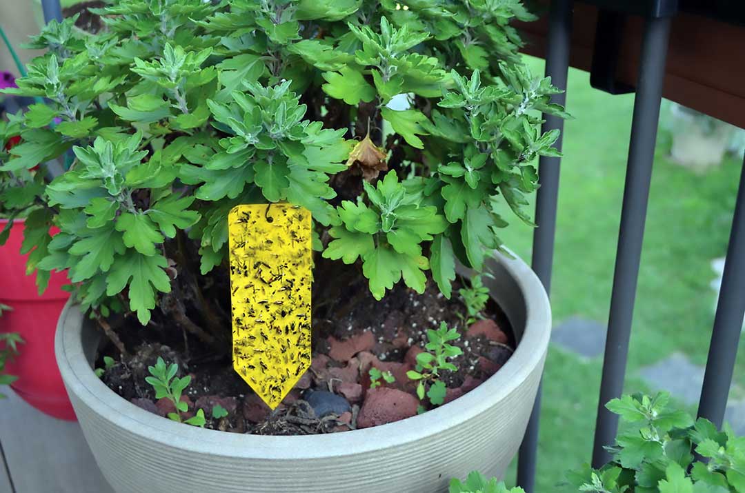 Summit® Sticky Traps for Houseplants Summit® Responsible Solutions