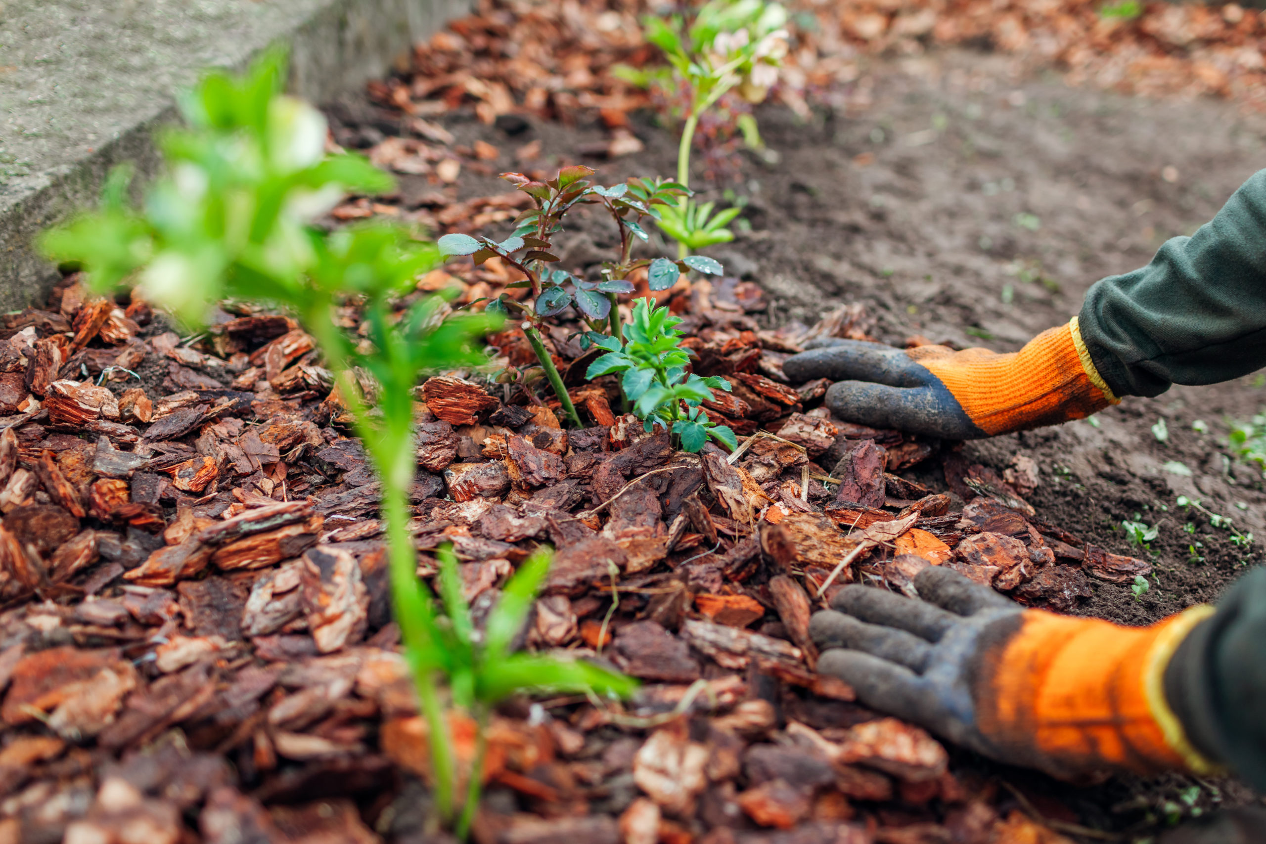 4 REASONS WHY YOU SHOULD BE MULCHING YOUR LAWN