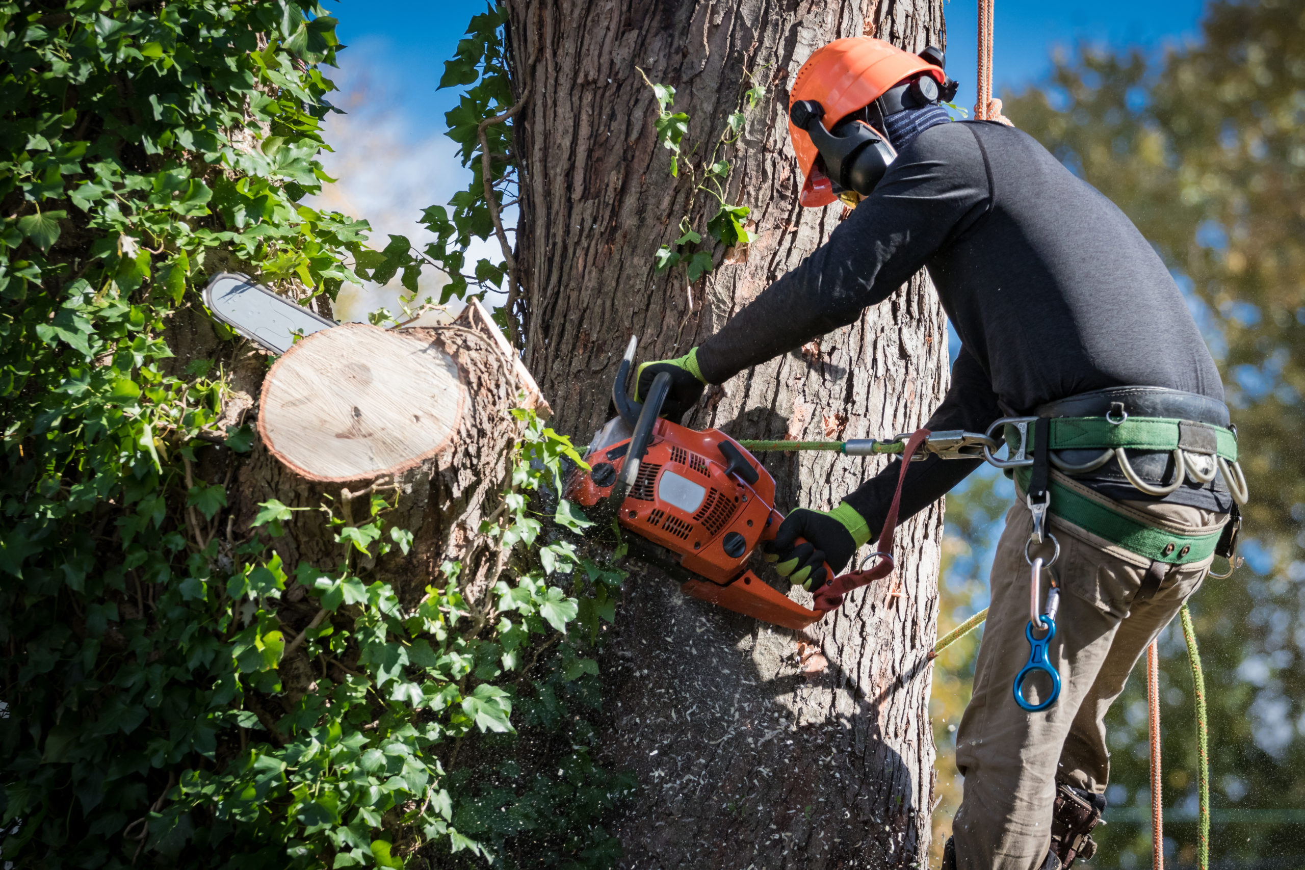 Should You Hire Tree Care Service? Summit Landscape Inc