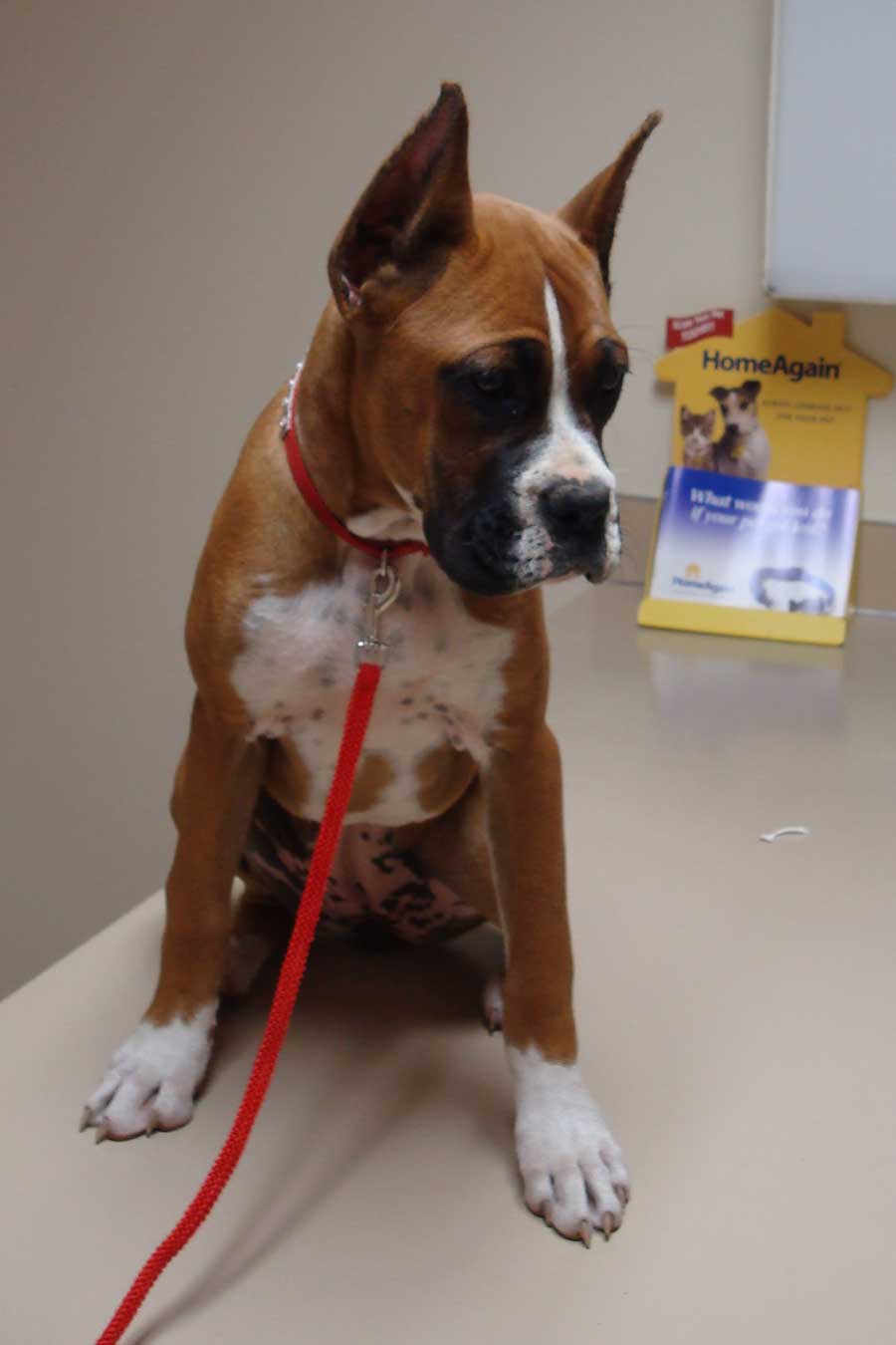 Boxer Dog Cropped Ears