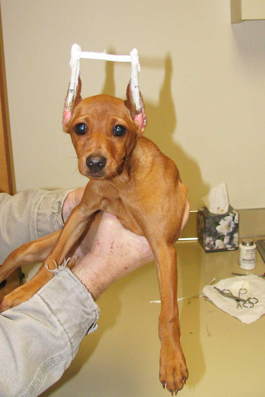 Ear Crop Surgeries Summitview Cowiche Veterinary Clinic