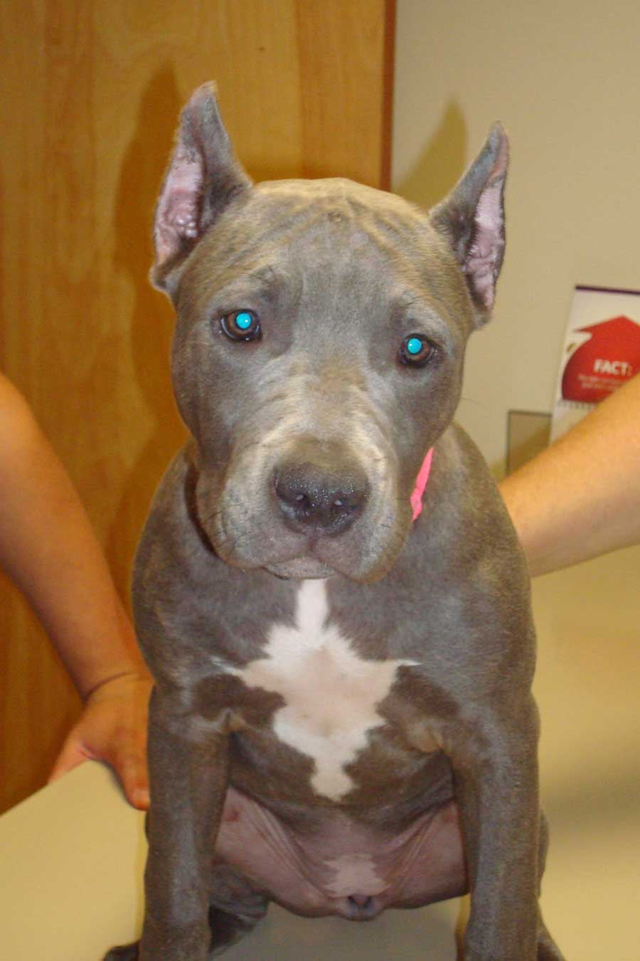 Why Do Pit Bulls Ears Get Cut