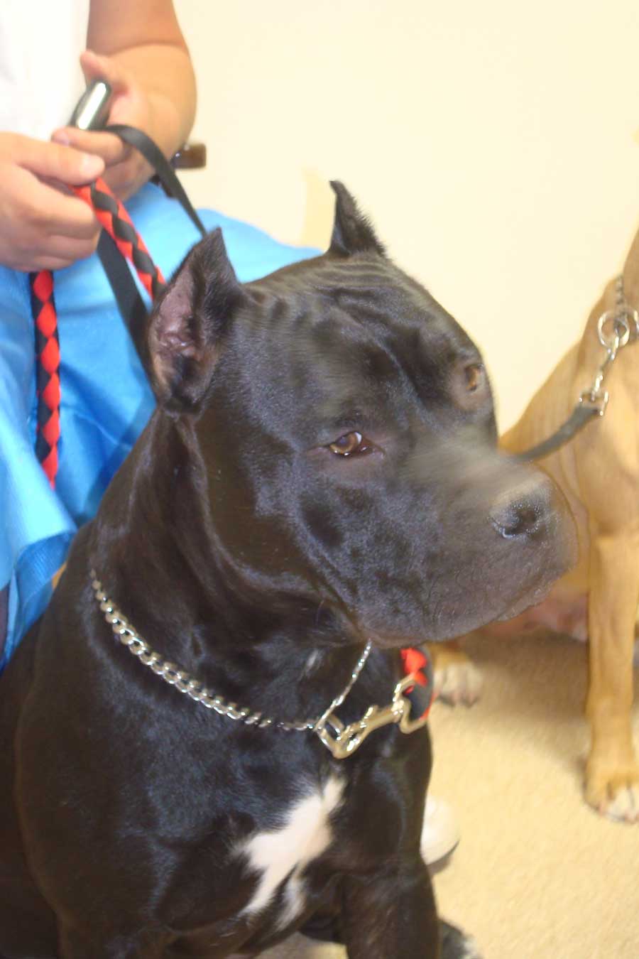 Why Do Pit Bulls Ears Get Cut