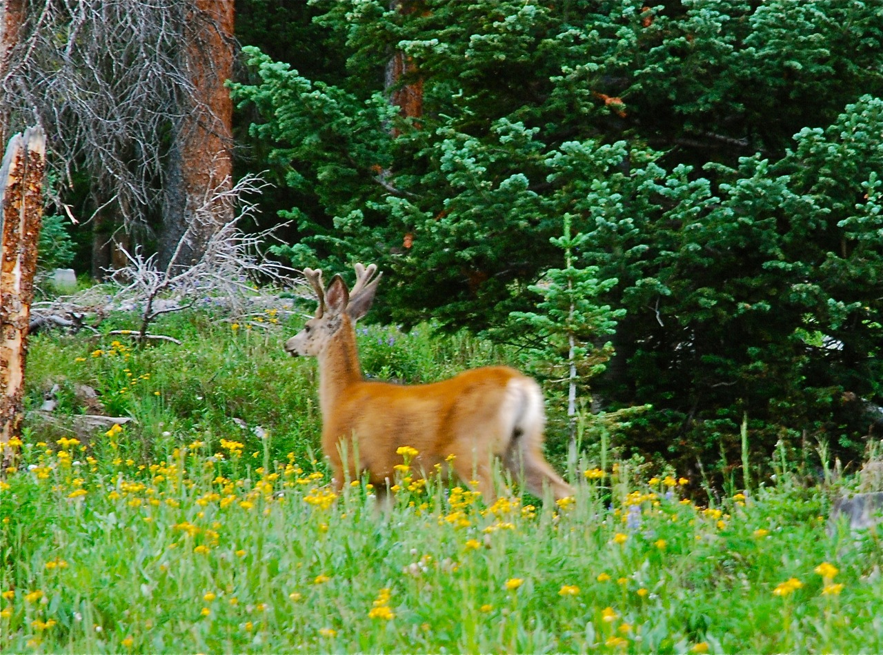Environment Study says overpopulation of deer at root of invasive