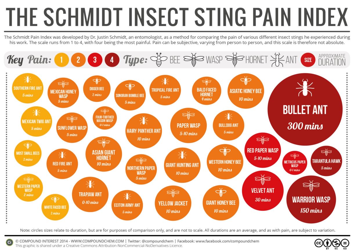 The World's Most Painful Insect Sting, According to Science