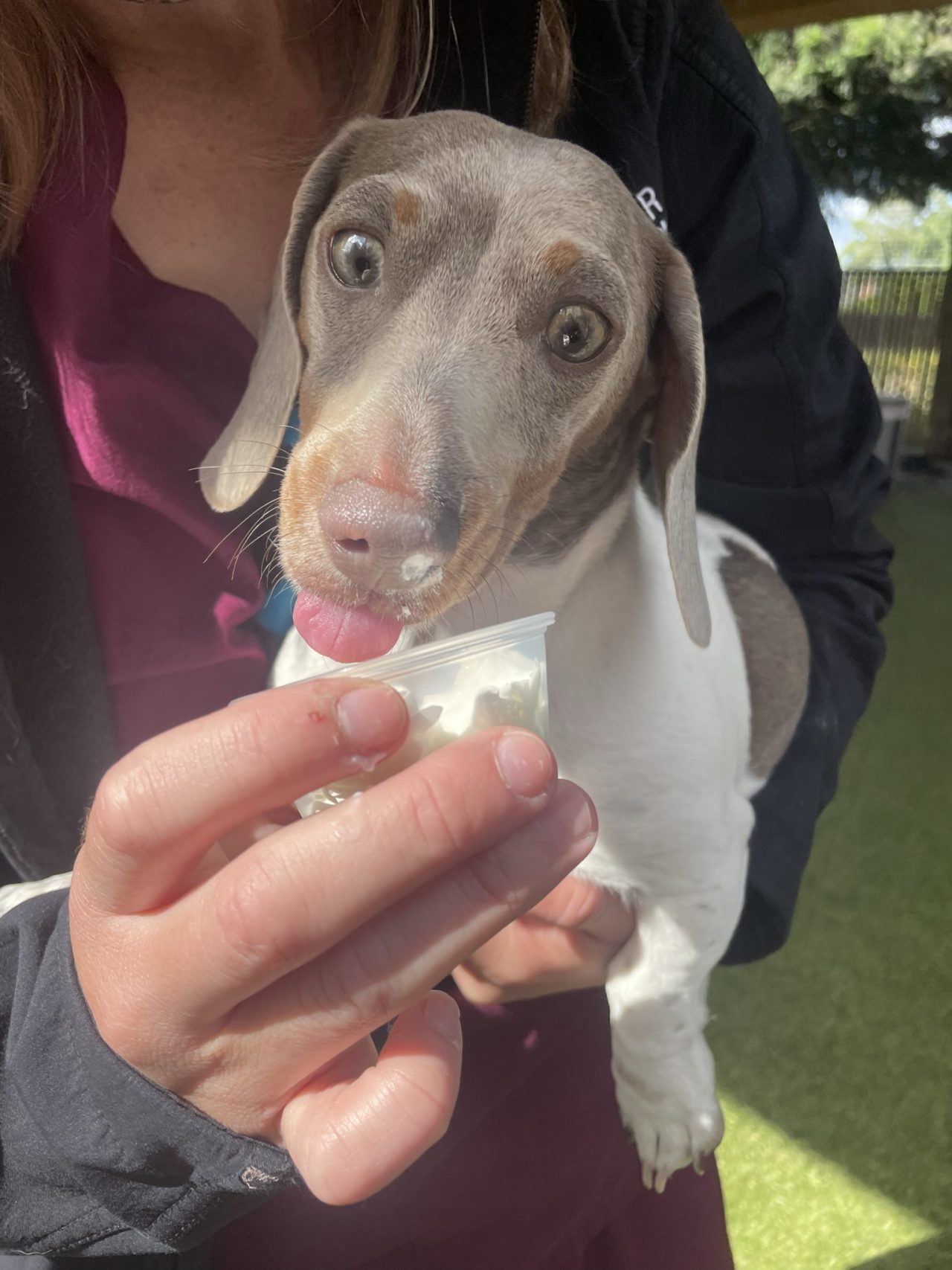 Sumner, WA 98390 Pet Daycare Sumner Veterinary Hospital