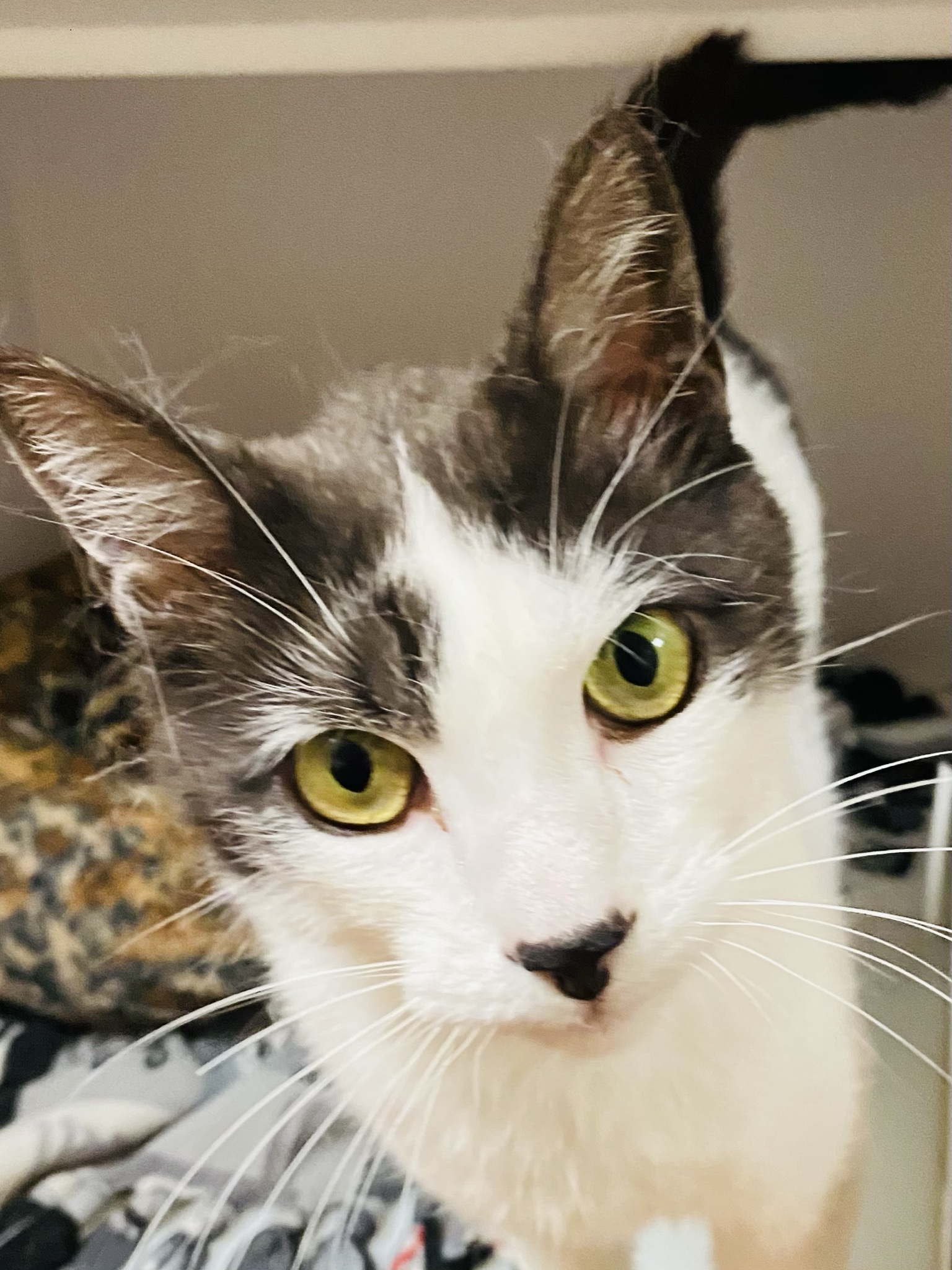 Sumner, WA Veterinary Hospital Tour Sumner Veterinary Hospital