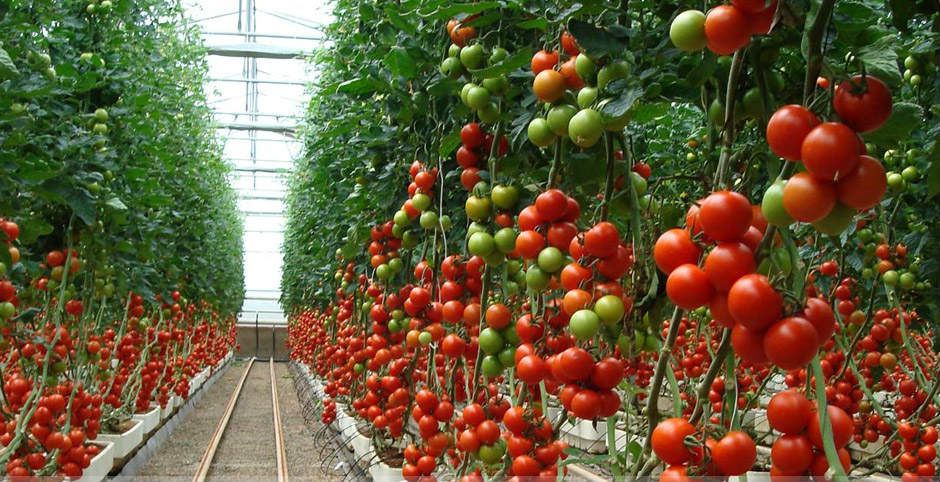 How Far Apart To Plant Tomatoes Why Do You Need To Do It? Sumo Gardener
