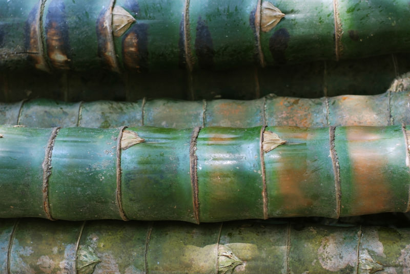 How Fast Does Bamboo Grow? How Do You Know