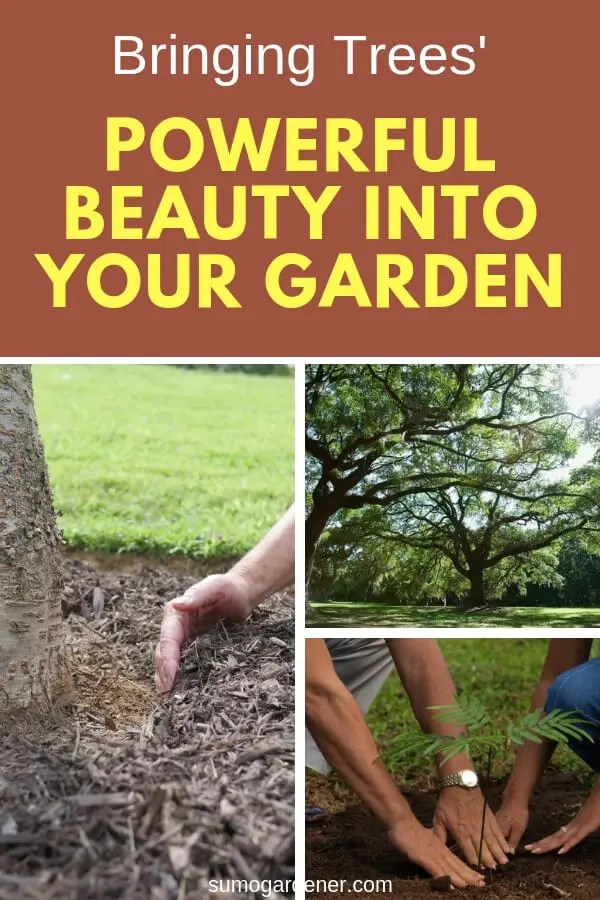 Bringing Trees' Powerful Beauty Into Your Garden Sumo Gardener