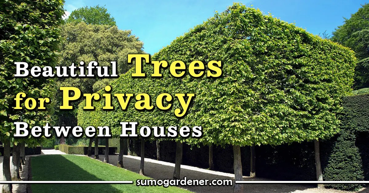 Beautiful Trees For Privacy Between Houses Sumo Gardener