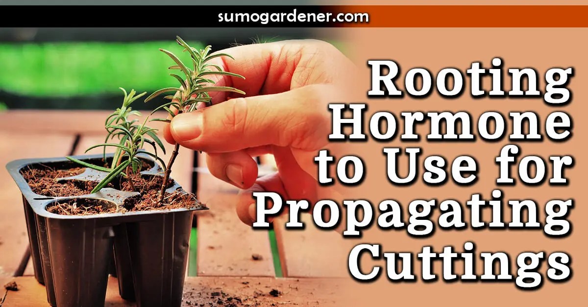5 Best Rooting Hormone to Use for Propagation in 2024