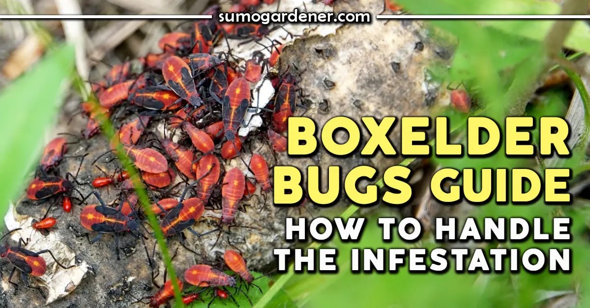 Boxelder Bugs Guide – How To Handle The Infestation - Sumo Gardener