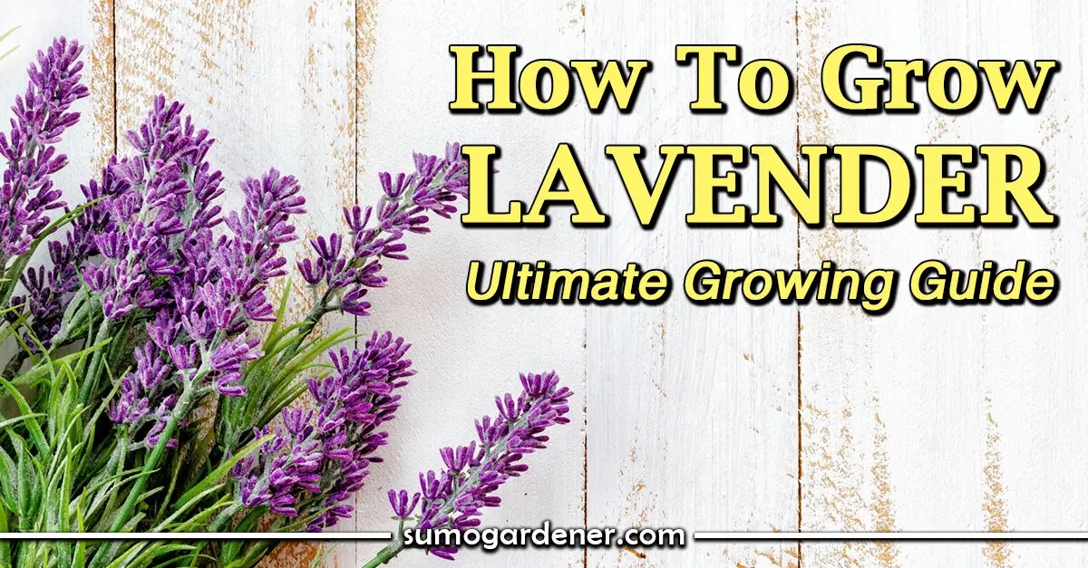 How To Grow Lavender Ultimate Growing Guide Sumo Gardener