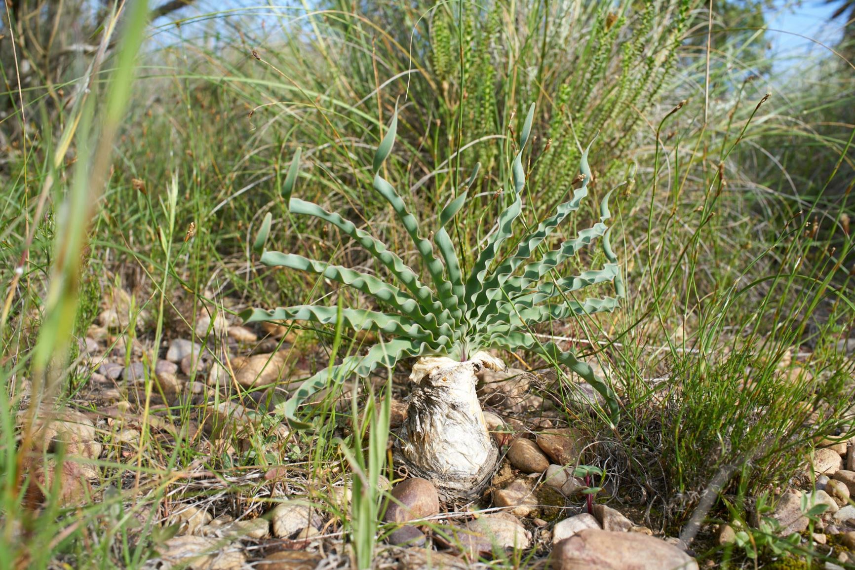Boophone disticha Boesmangifbol, Gifbol, Perdeskop, Bushman poison
