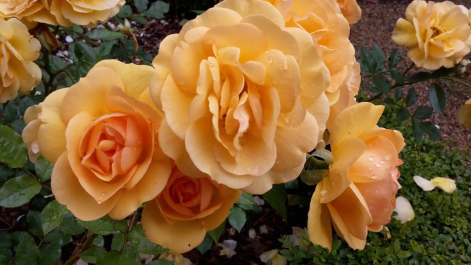 Rosa 'South Africa' Rose 'South Africa' Stellenbosch University