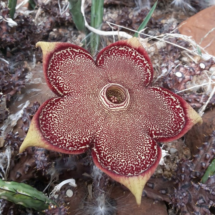 Edithcolea grandis Persian carpet flower Stellenbosch University