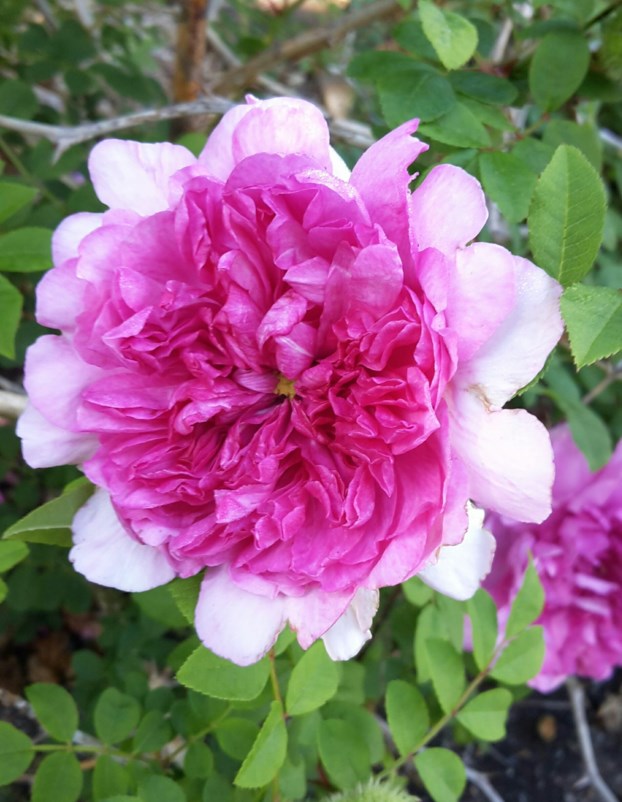 Rosa roxburghii 'Plena' Double chestnut rose Stellenbosch