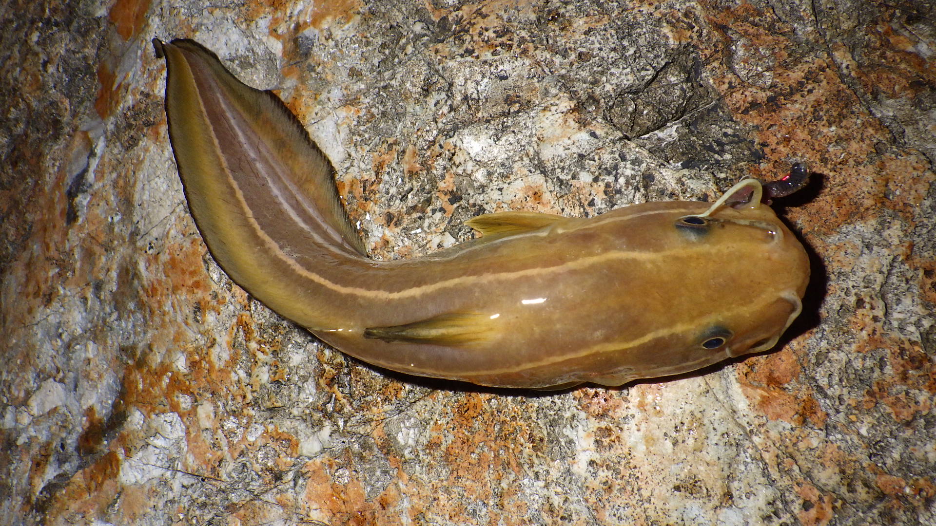 毒のある魚にご注意ください！ 医療法人社団 平成会 すながわこどもクリニック