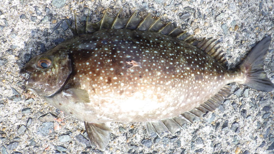 毒のある魚にご注意ください！ 医療法人社団 平成会 すながわこどもクリニック