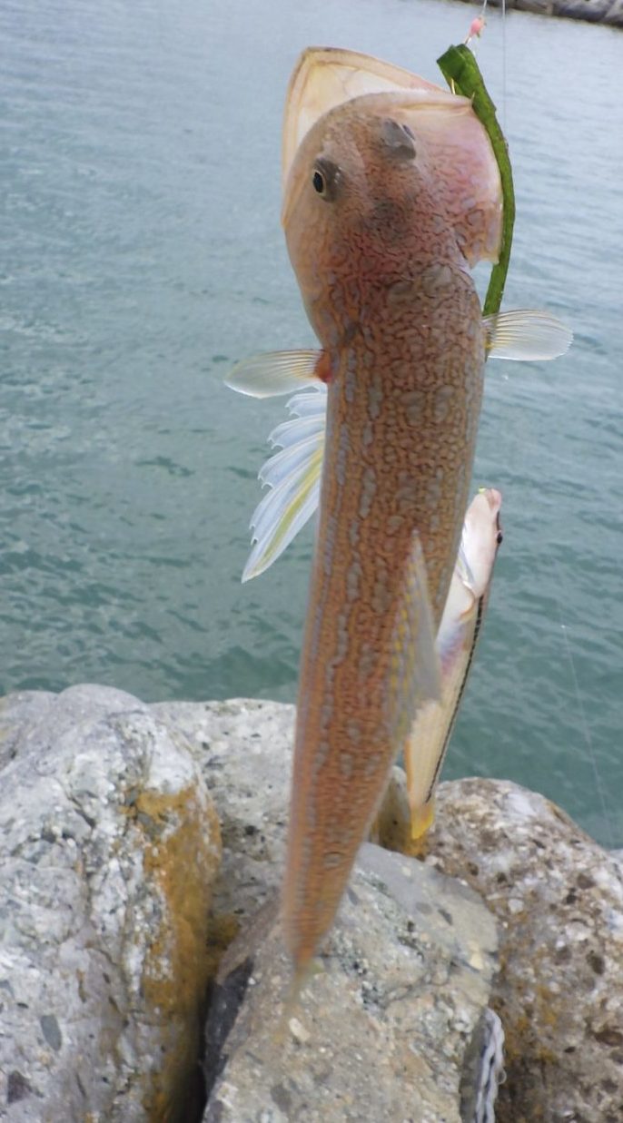 毒のある魚にご注意ください！ 医療法人社団 平成会 すながわこどもクリニック