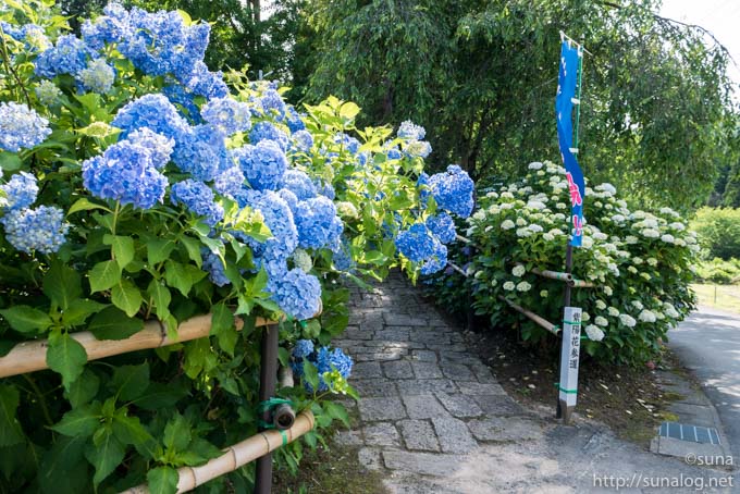 出塩文殊堂 | 近所の温泉 - 楽天ブログ 出塩文殊堂のあじさい参道！（山形市） | スナログ