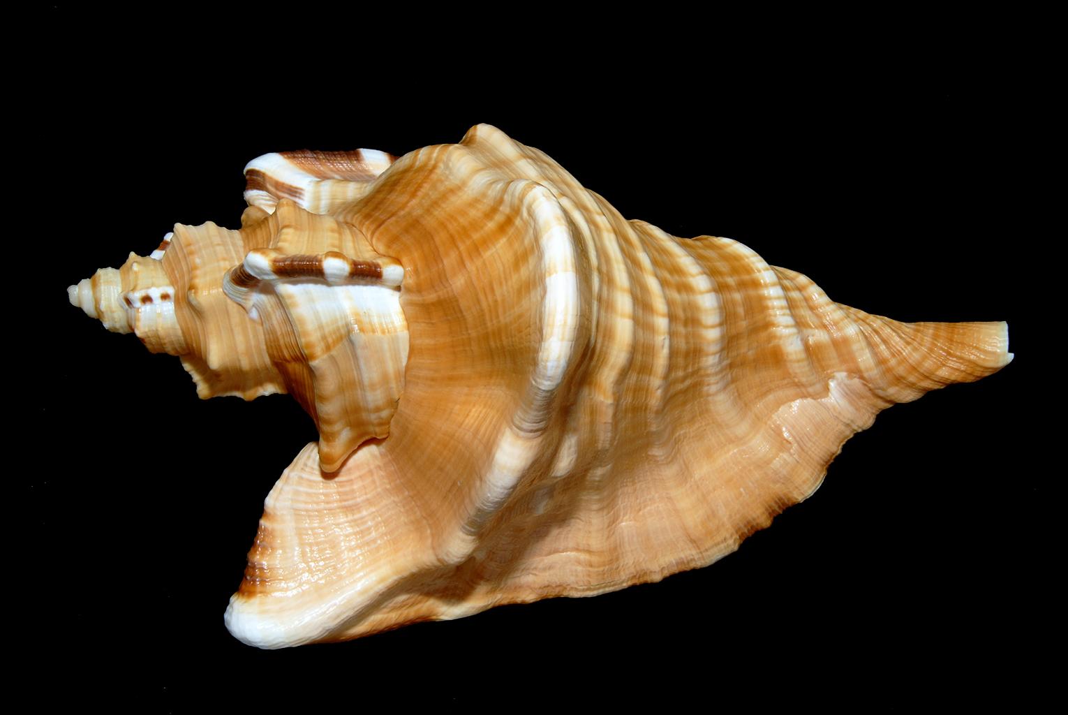 Gallery of Shells Collection 5