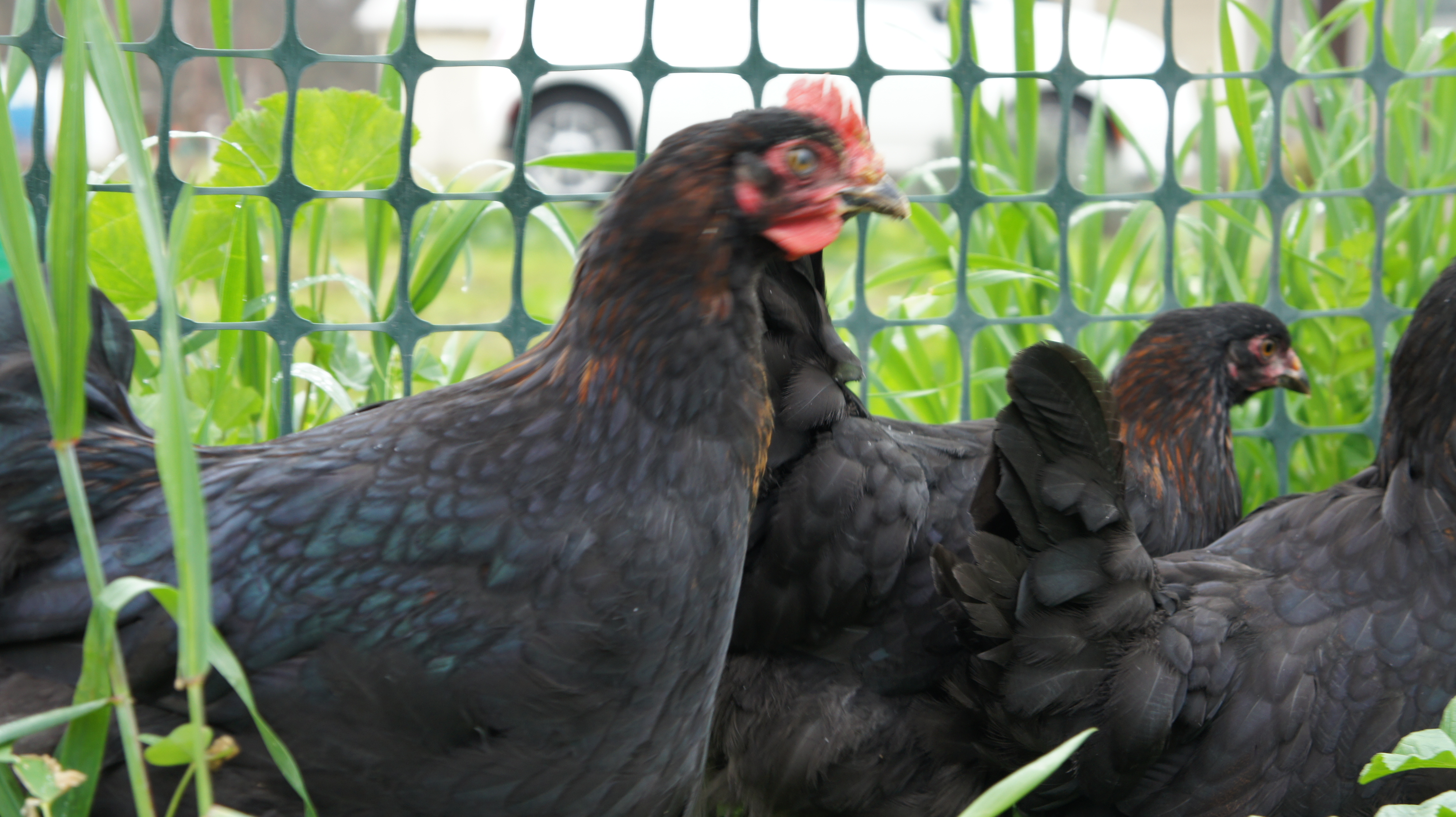 French Black Copper Marans Sunbird Farms