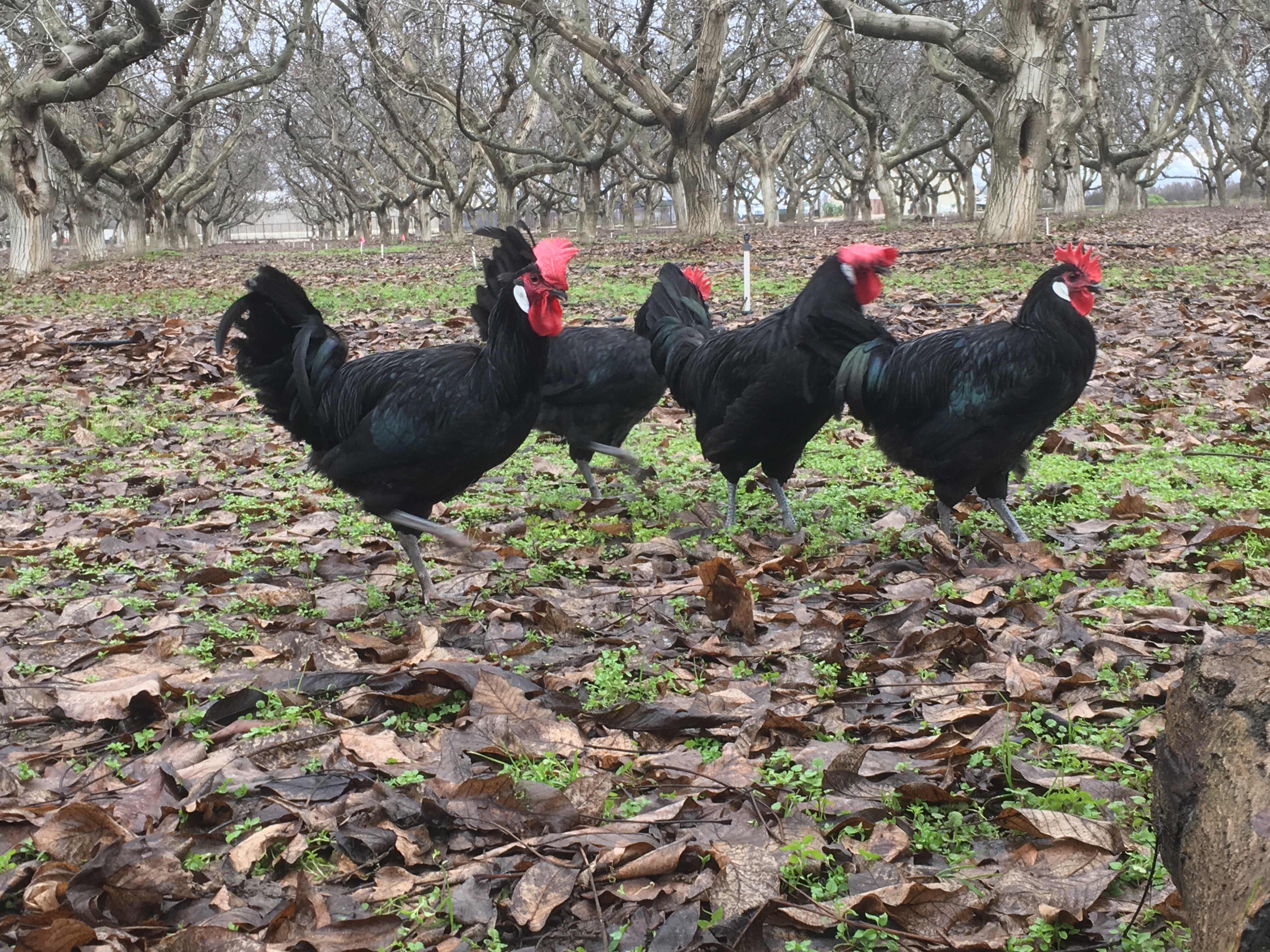 Barbezieux roosters in our winter orchard... Sunbird Farms