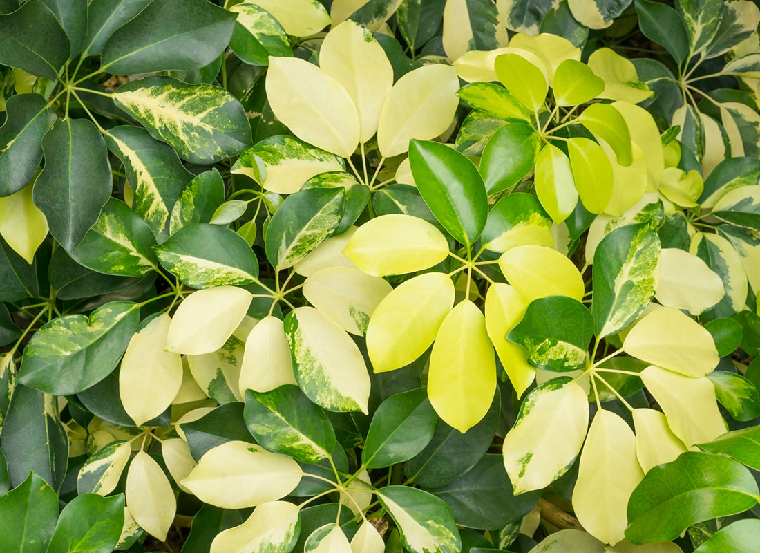 Schefflera Gold Capella SunBlest Gardens
