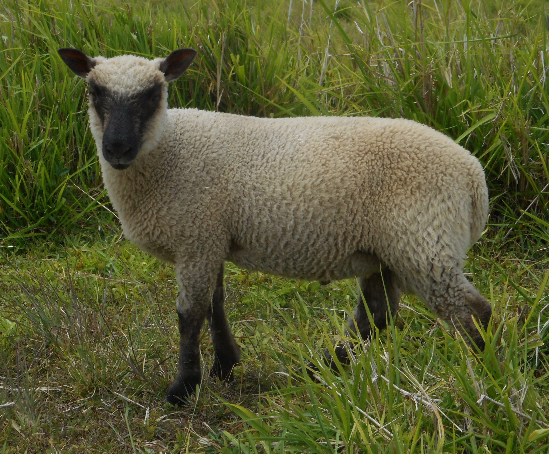 May/June 2019 Lamb Photos