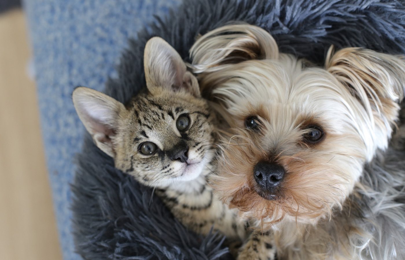 Wellness & Prevention Vet in Glendale Sunburst Animal Hospital