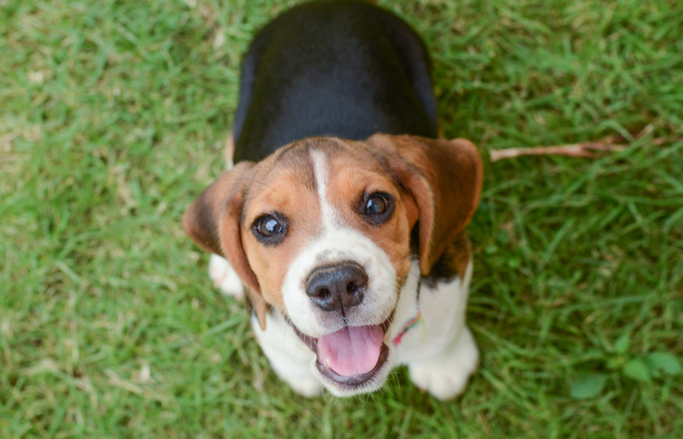 Wellness & Prevention Vet in Glendale Sunburst Animal Hospital