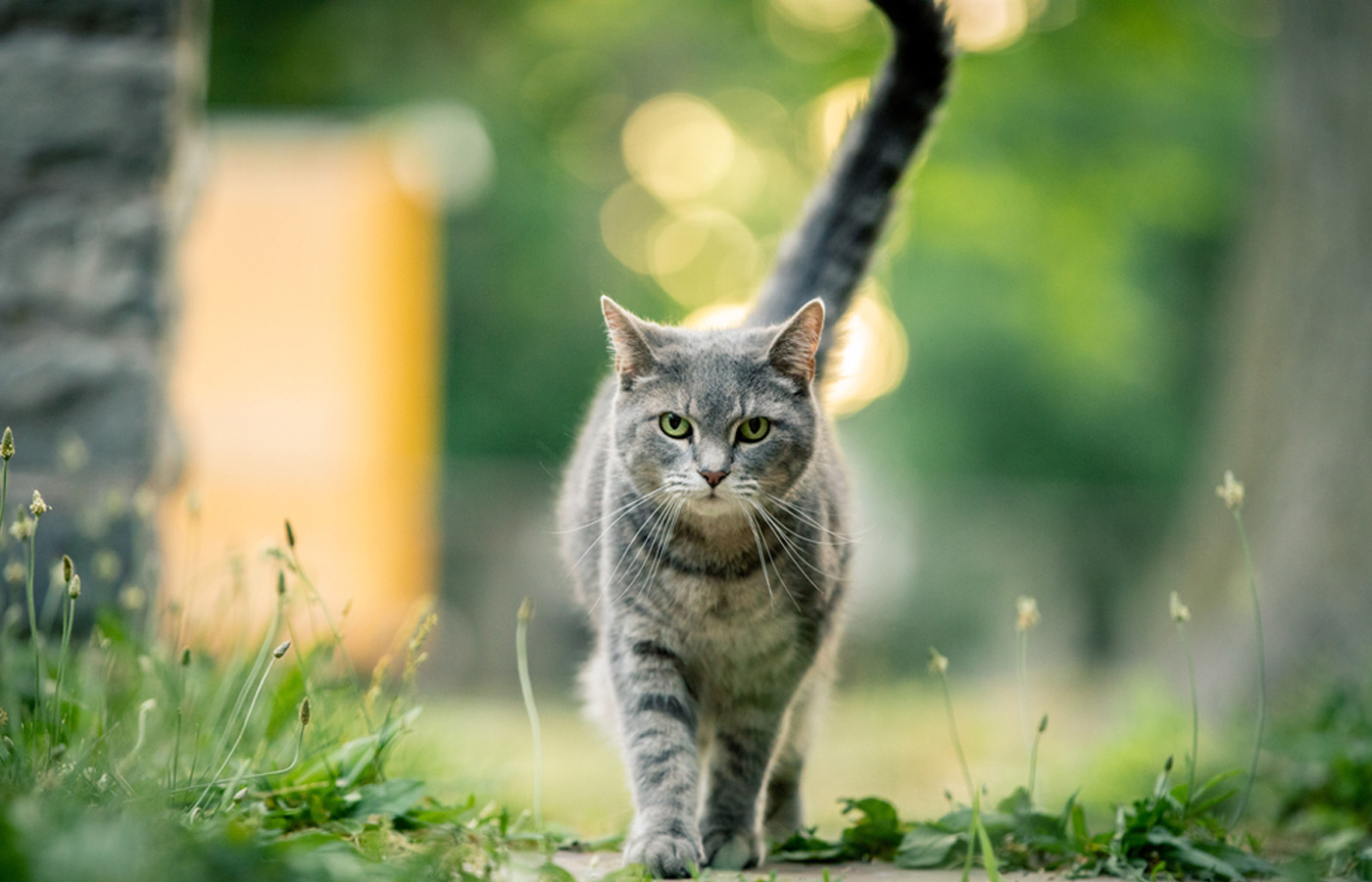 Wellness & Prevention Vet in Glendale Sunburst Animal Hospital