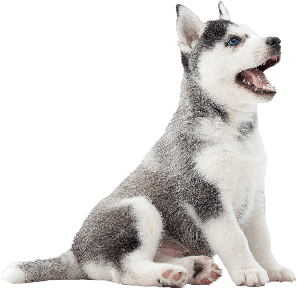 AAHA Vet in Glendale Sunburst Animal Hospital