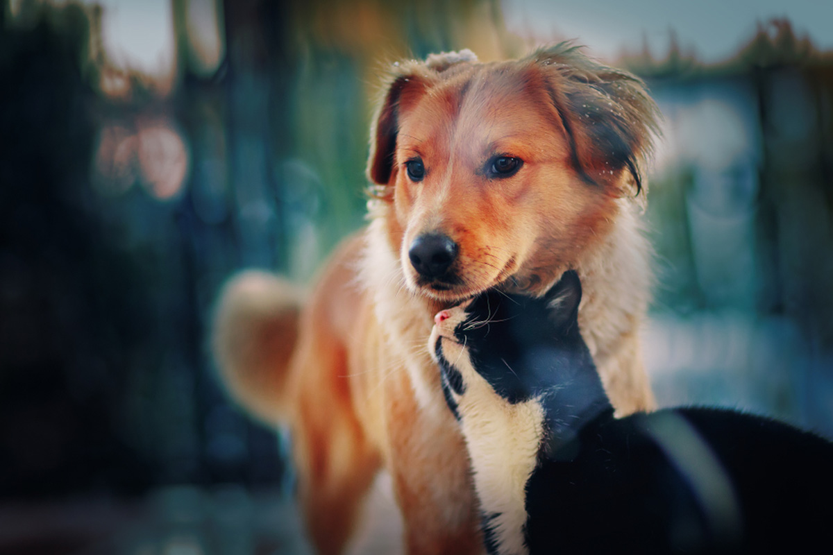 Wellness & Prevention Vet in Glendale Sunburst Animal Hospital