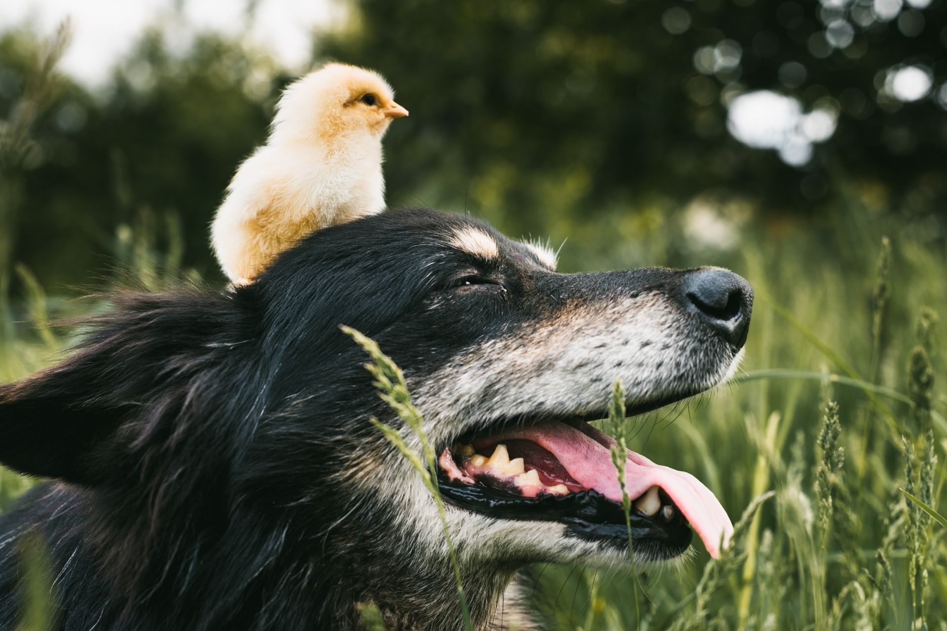 About Suncrest Veterinary Services Nine Mile Falls, WA 99026 Vet