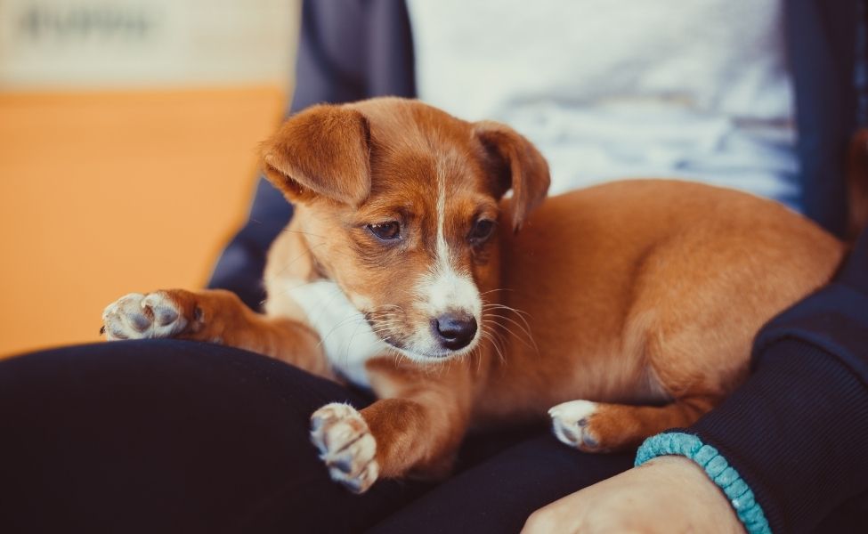 Pet Photo Gallery Nine Mile Falls, WA Suncrest Veterinary Services