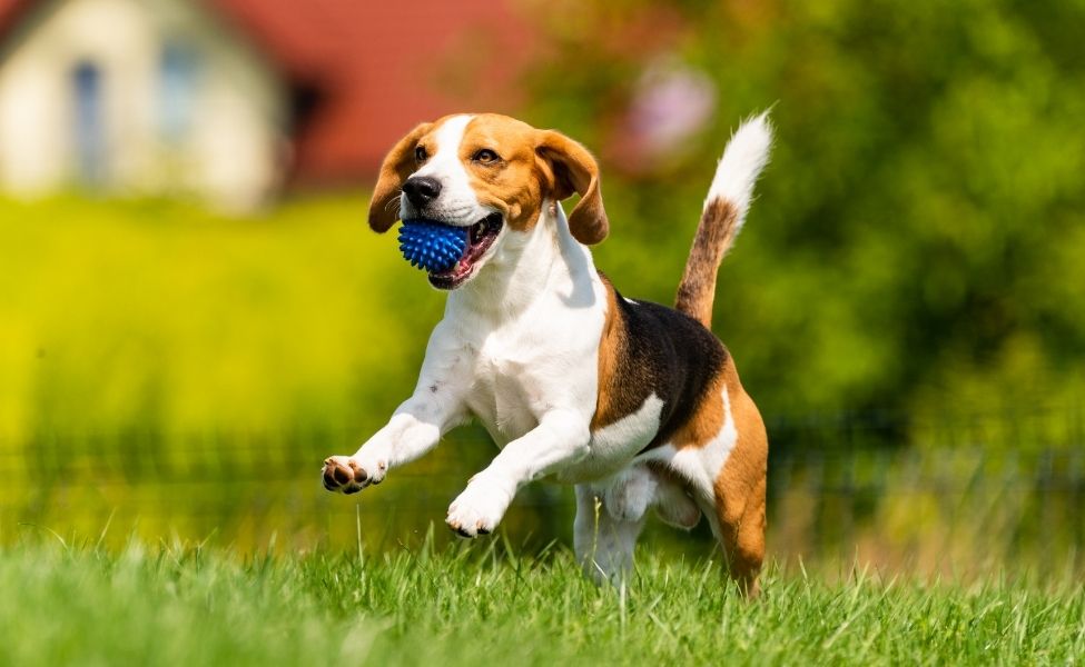 Pet Photo Gallery Nine Mile Falls, WA Suncrest Veterinary Services