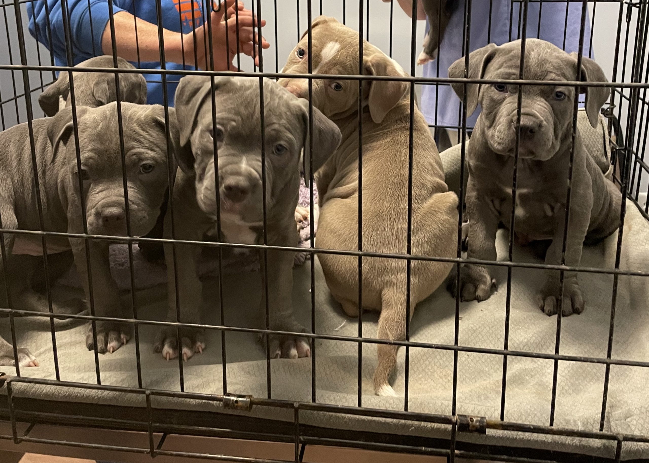 Pet Photo Gallery Nine Mile Falls, WA Suncrest Veterinary Services