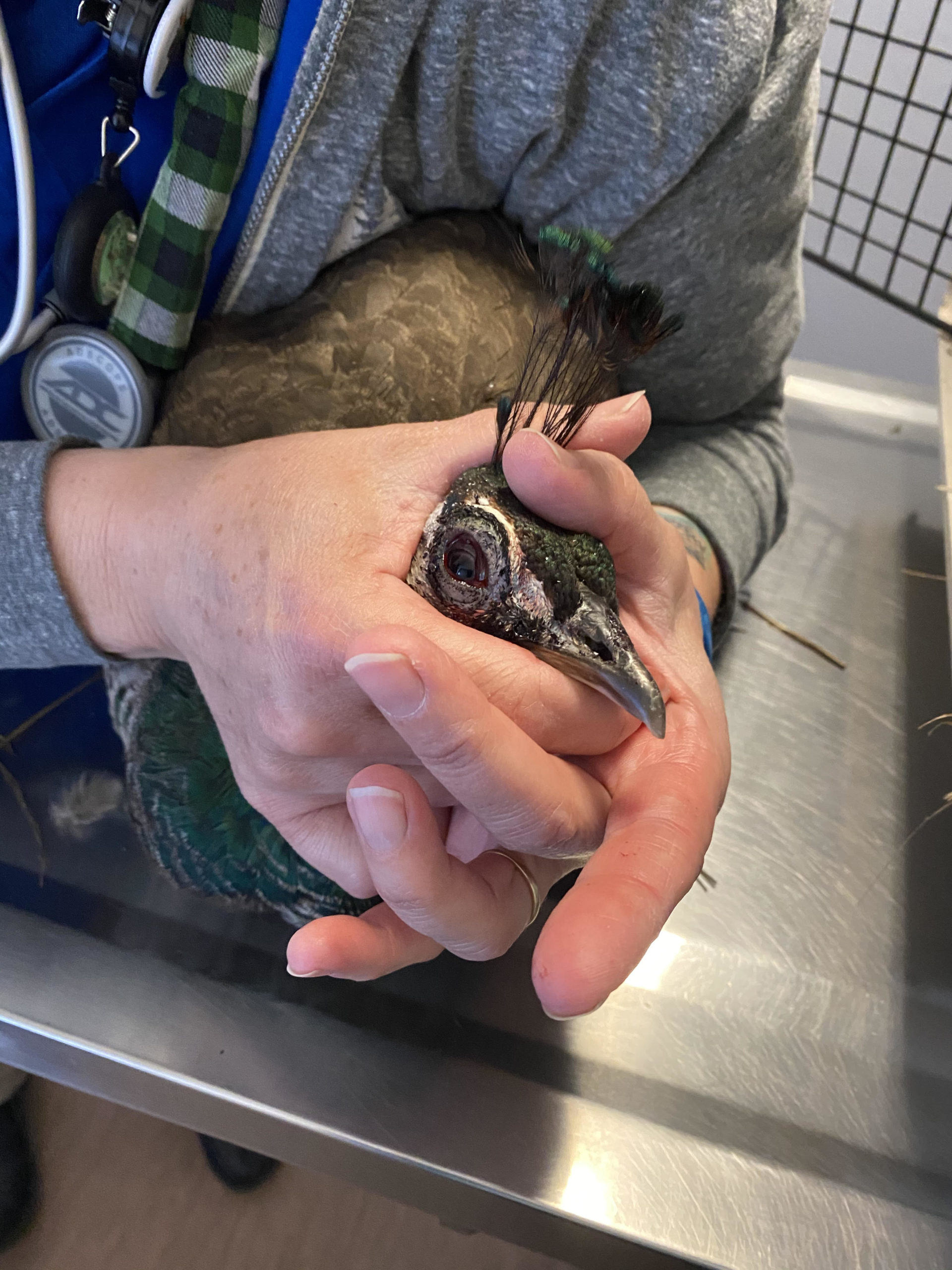 Pet Photo Gallery Nine Mile Falls, WA Suncrest Veterinary Services