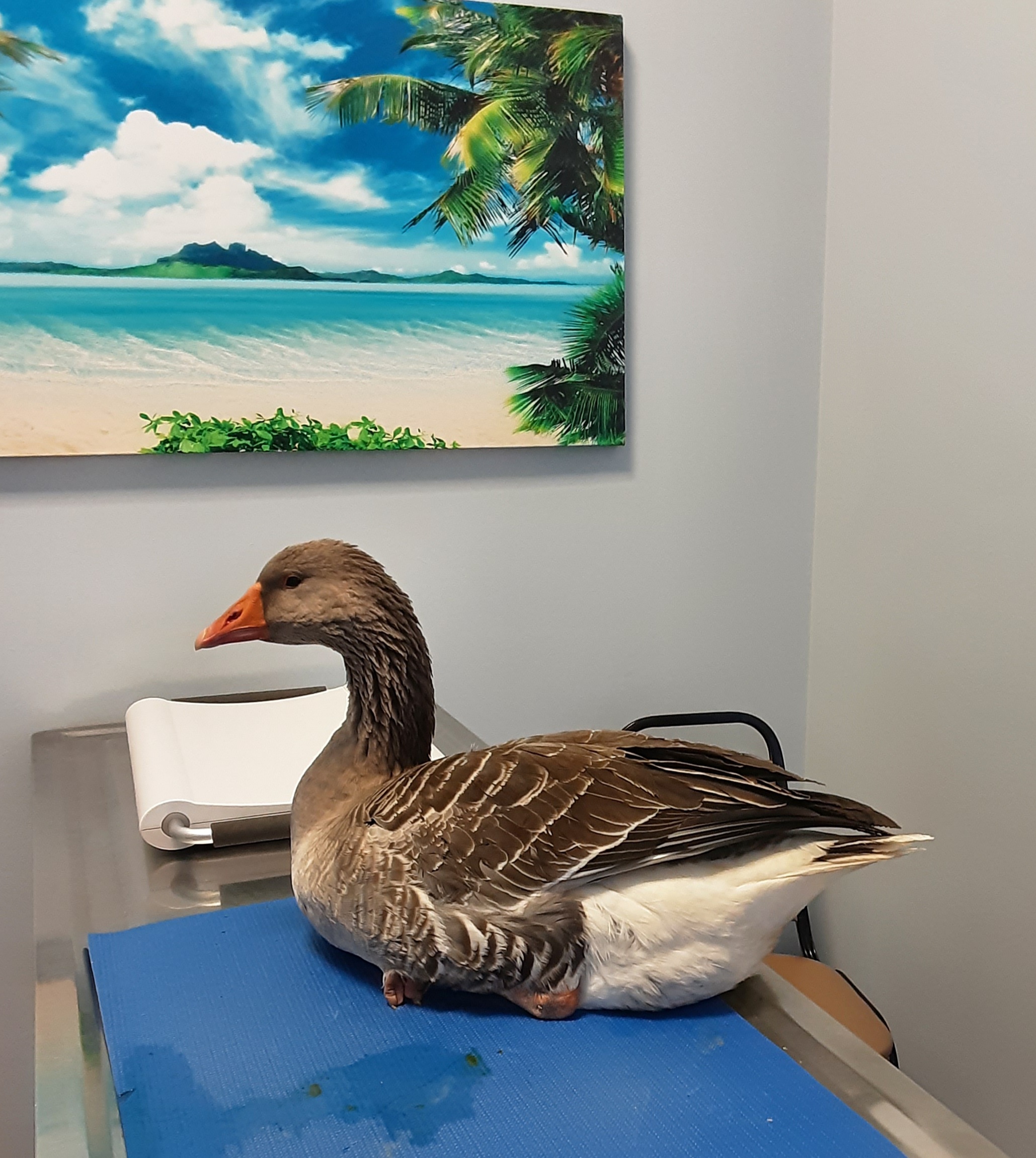 Pet Photo Gallery Nine Mile Falls, WA Suncrest Veterinary Services